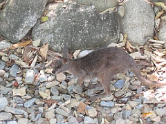 CairnsTC283 Wildlife Habitat